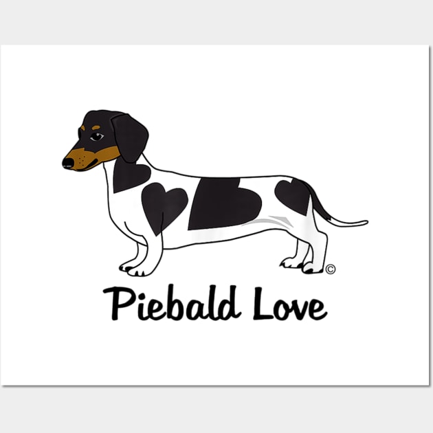 Piebald doxie 2025